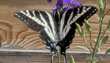 Stefania Eymundson spotted a pale swallowtail butterfly in her Penticton garden recently.