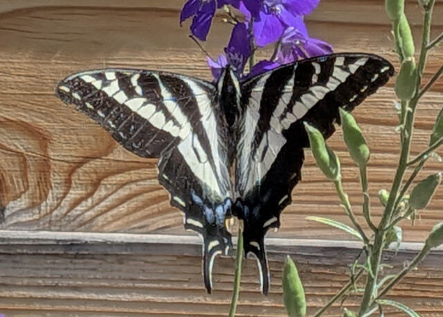 Stefania Eymundson spotted a pale swallowtail butterfly in her Penticton garden recently.