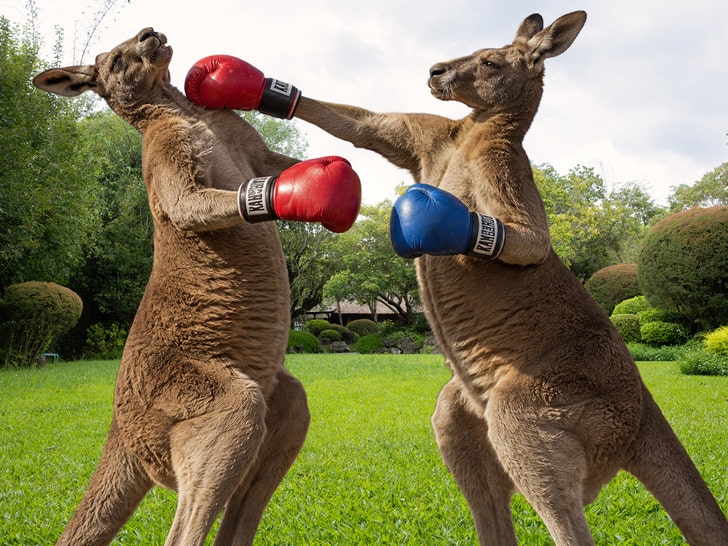 2 kangaroos fighting 2