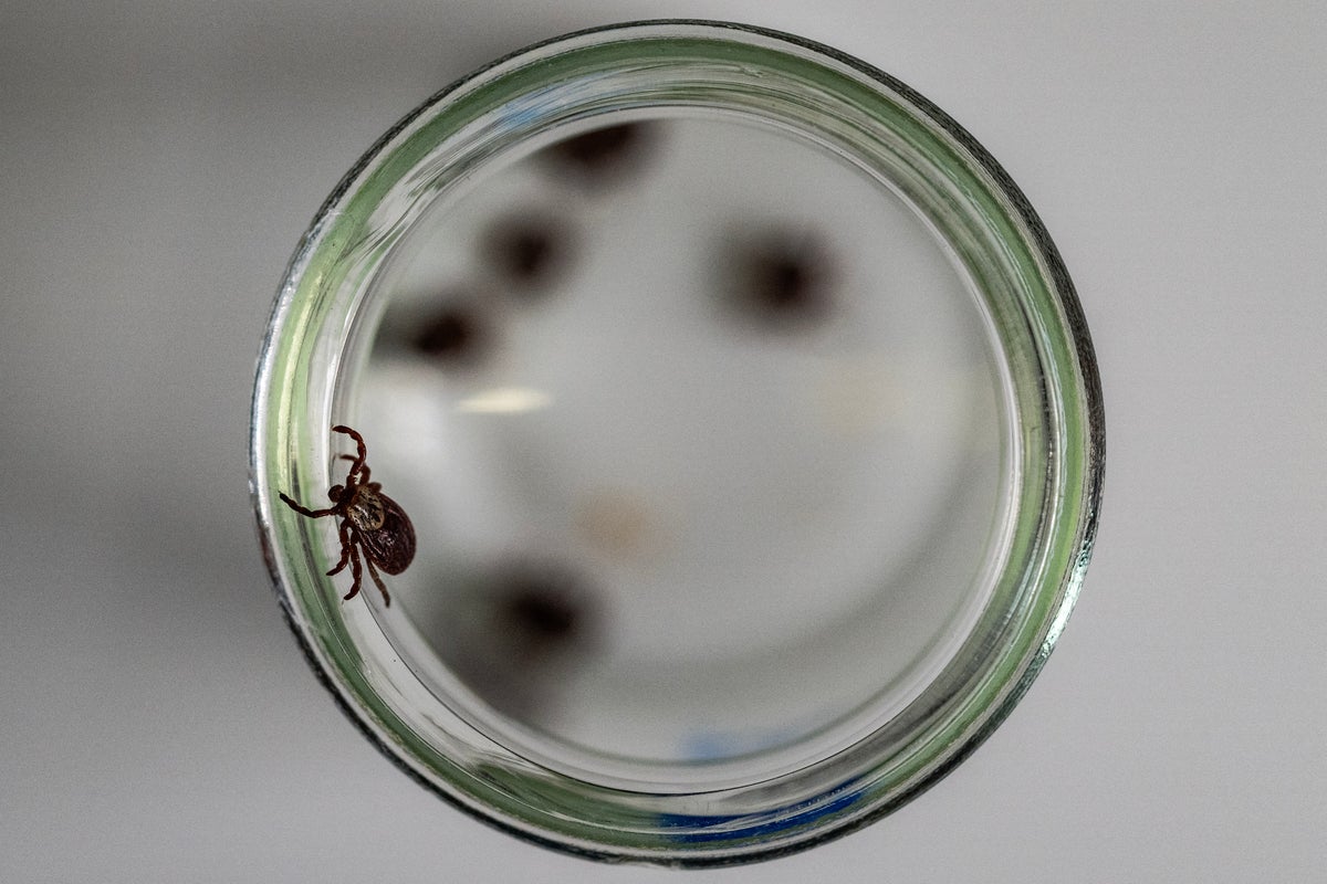 California resident becomes just the fourth person in the world to become infected with tick-borne illness, officials say