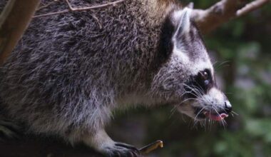 Raccoon rabies outbreak still growing, Quebec public health officials say - Montreal