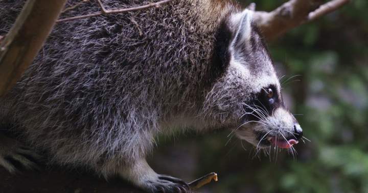 Raccoon rabies outbreak still growing, Quebec public health officials say - Montreal