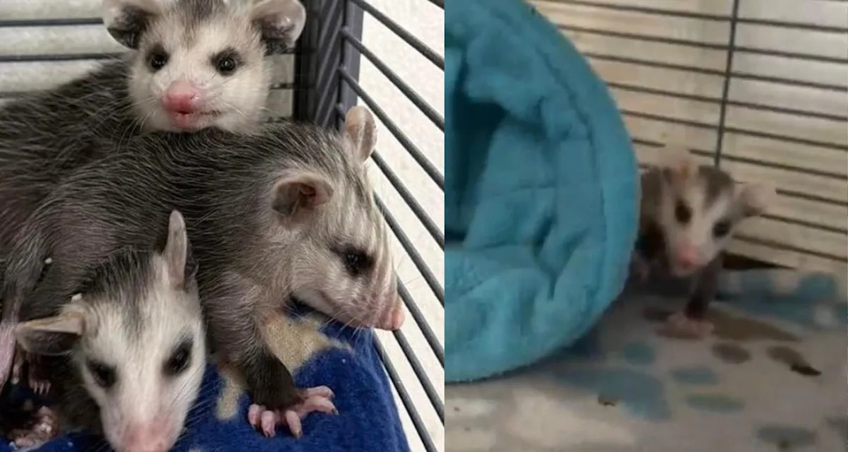 People at Sioux Falls tattoo parlor help save baby opossums after they ‘fell out of their mom’s pouch’