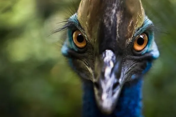 cassowary