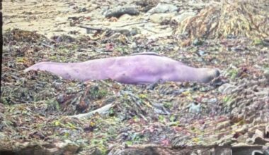 Look: California elephant seal's unusual purple coloration caused by algae