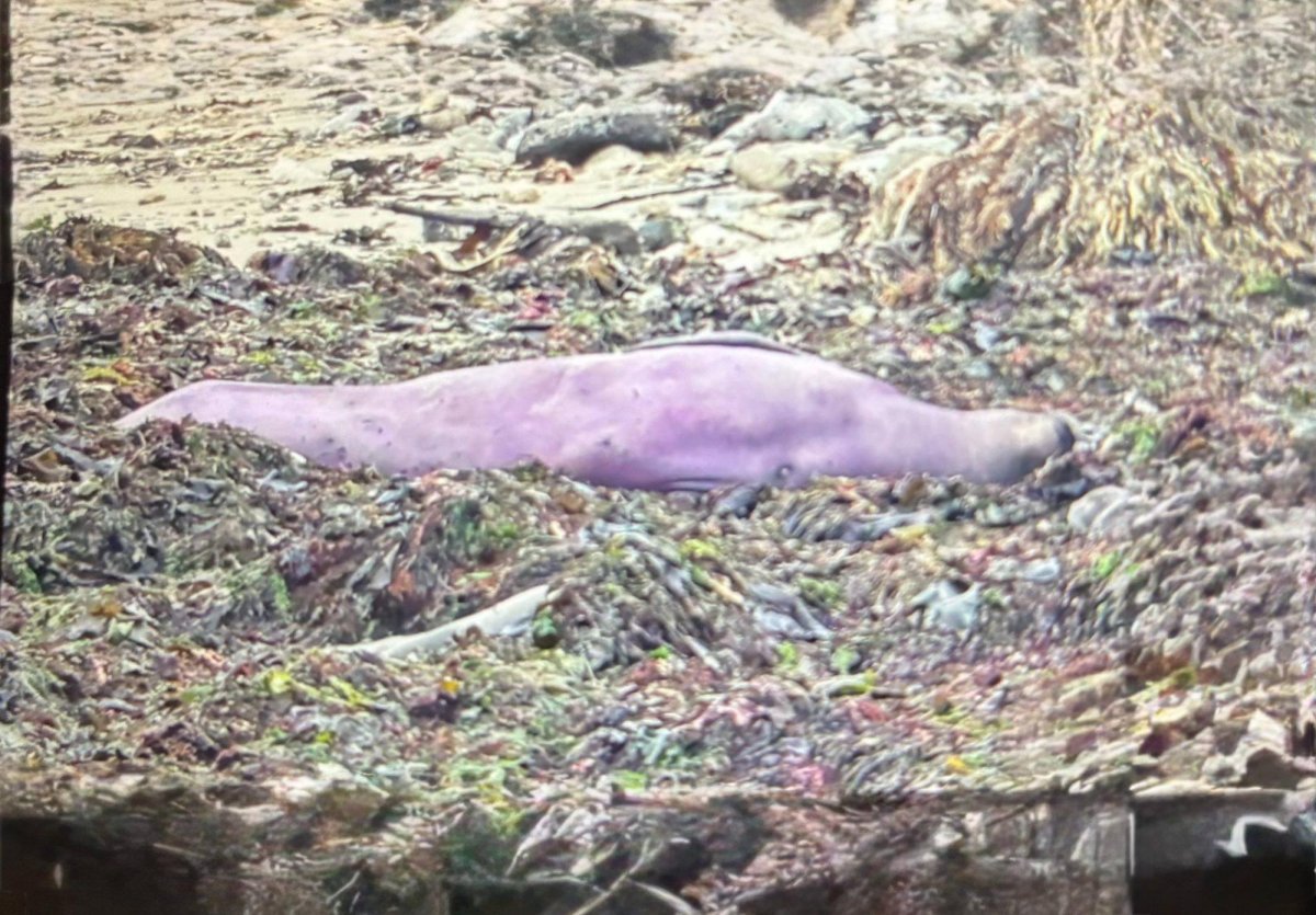 Look: California elephant seal's unusual purple coloration caused by algae