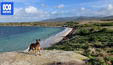 Birds return to Little Dog Island in Bass Strait after feral cats eradicated