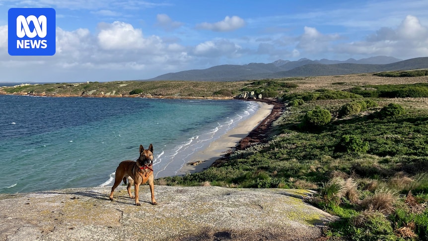 Birds return to Little Dog Island in Bass Strait after feral cats eradicated
