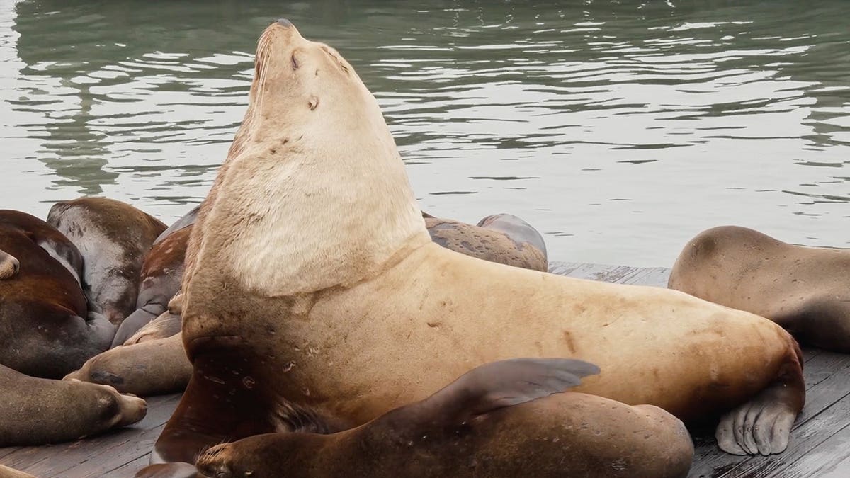 Chonkers the Steller sea lion sitting on a dock at Fishermen's Wharf in San Francisco