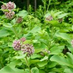 Common milkweed, a species of flowering plant.