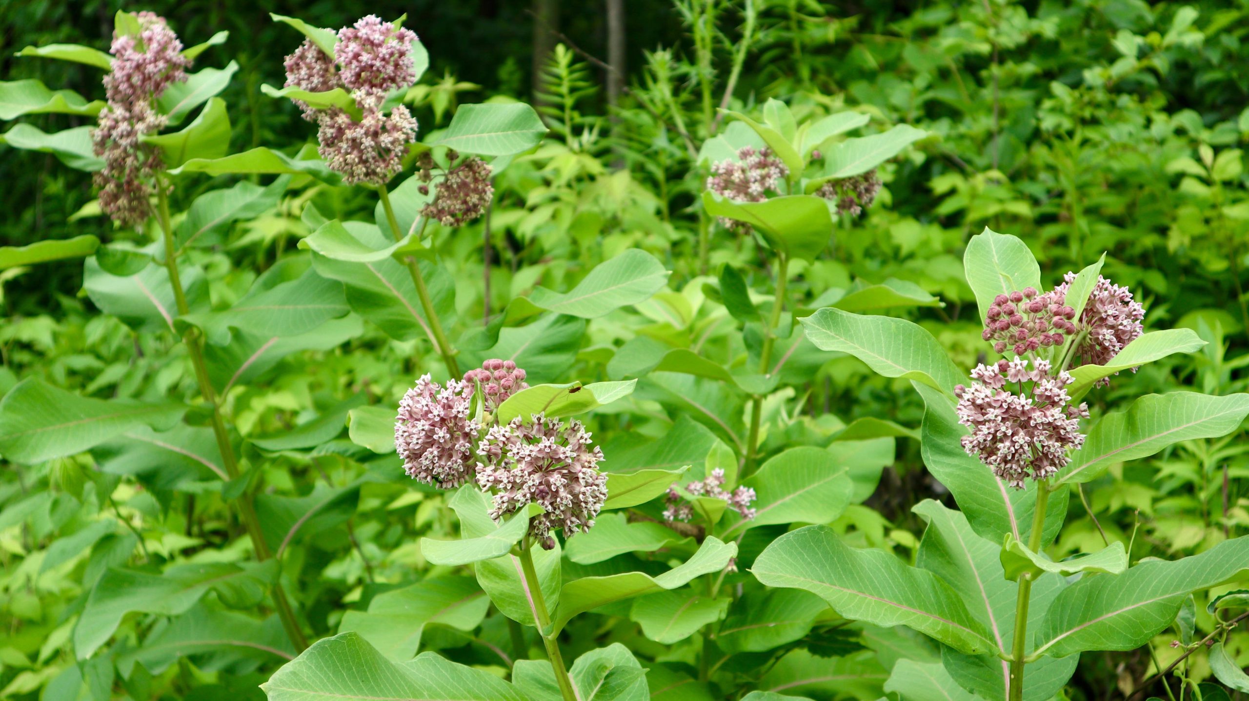 Common milkweed, a species of flowering plant.