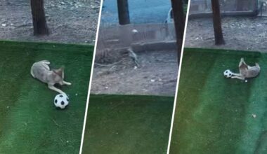 Watch coyote play with soccer ball at Running Springs home – NBC Los Angeles
