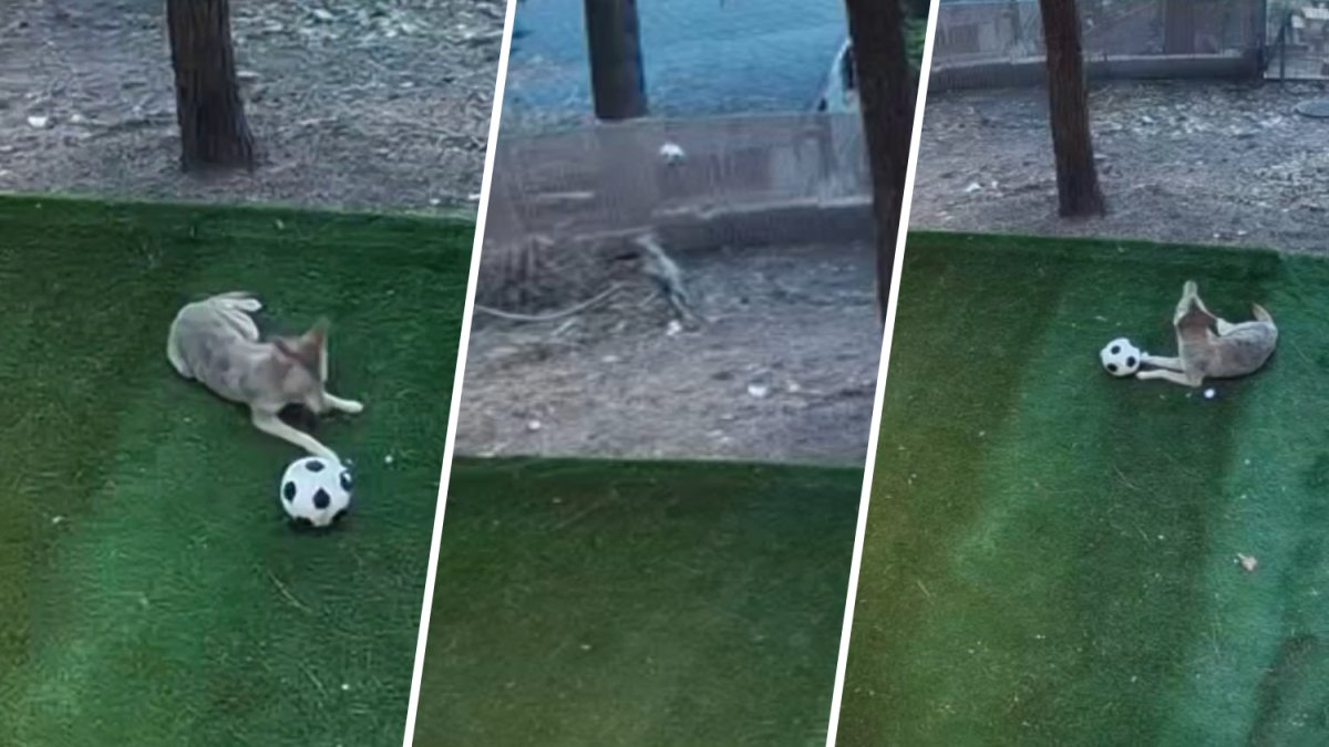 Watch coyote play with soccer ball at Running Springs home – NBC Los Angeles