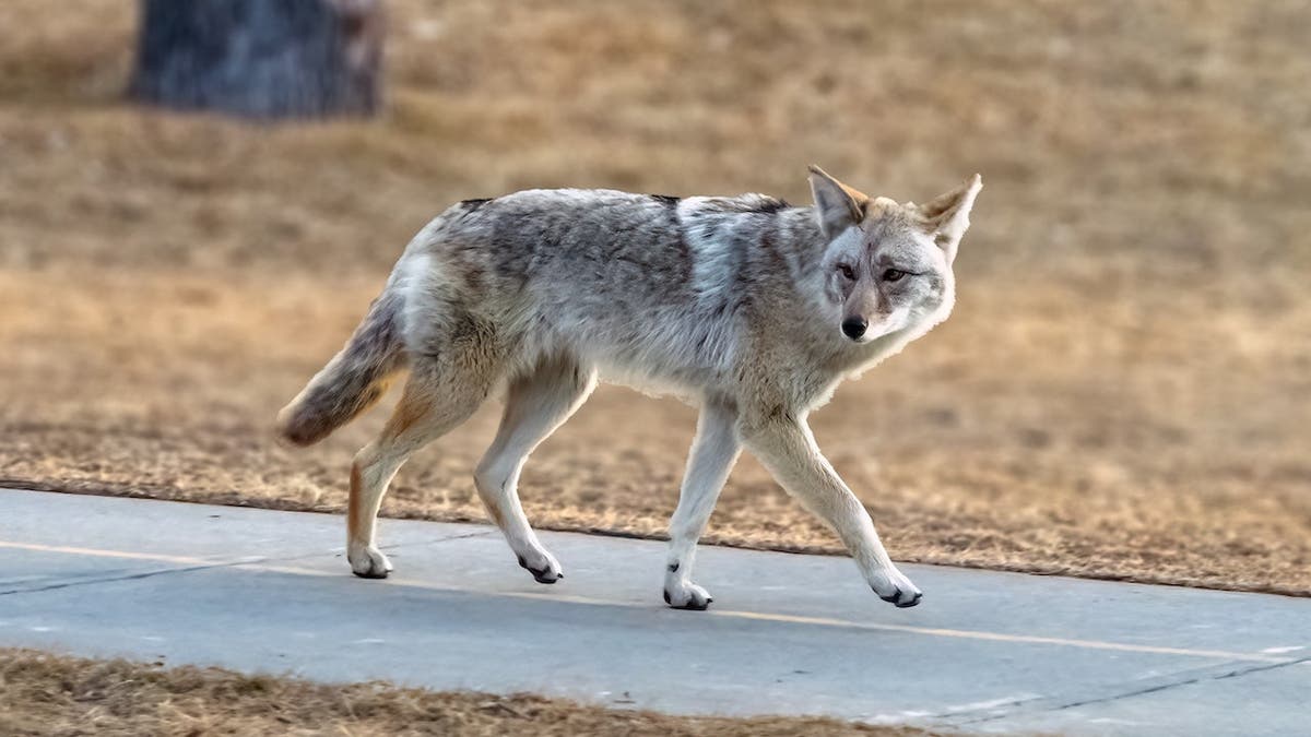 A light-colored coyote walking along a paved path in a grassy field glancing towards the camera