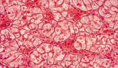 Explaining how skin and other tissues stay strong