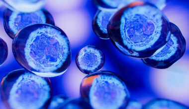 How embryos shape their limbs: a key discovery of “genetic brakes” 