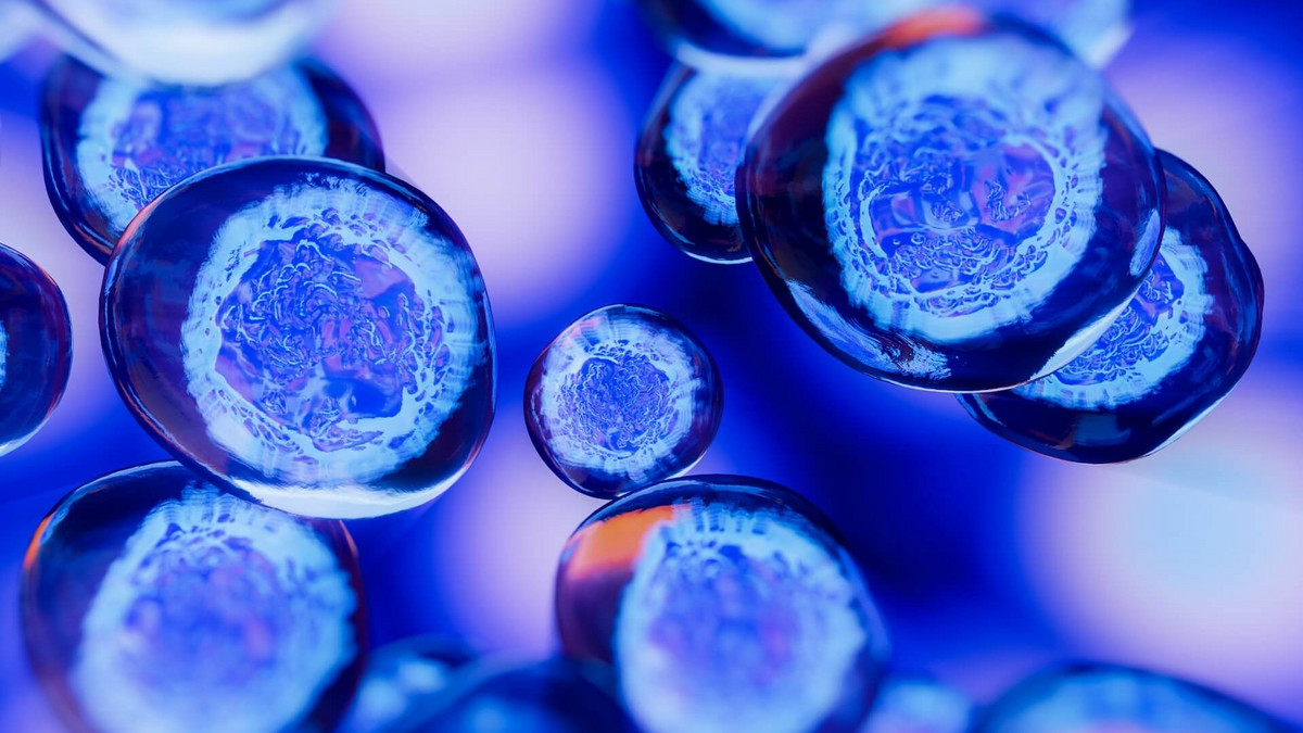 How embryos shape their limbs: a key discovery of “genetic brakes” 