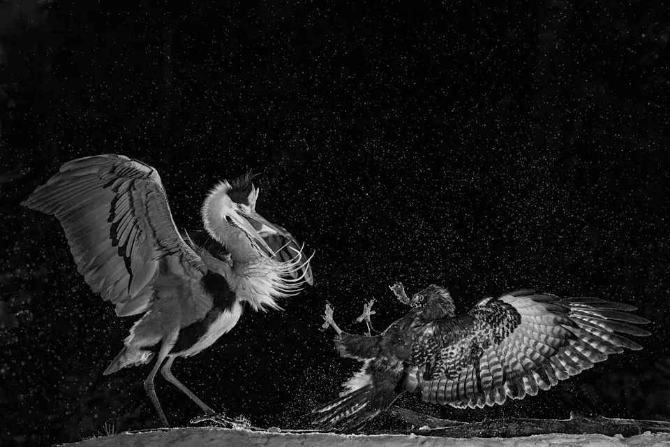 two birds fighting, water droplets in the air