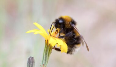 Scientists tried to fool bumblebees into avoiding a flower. They failed in the best way.