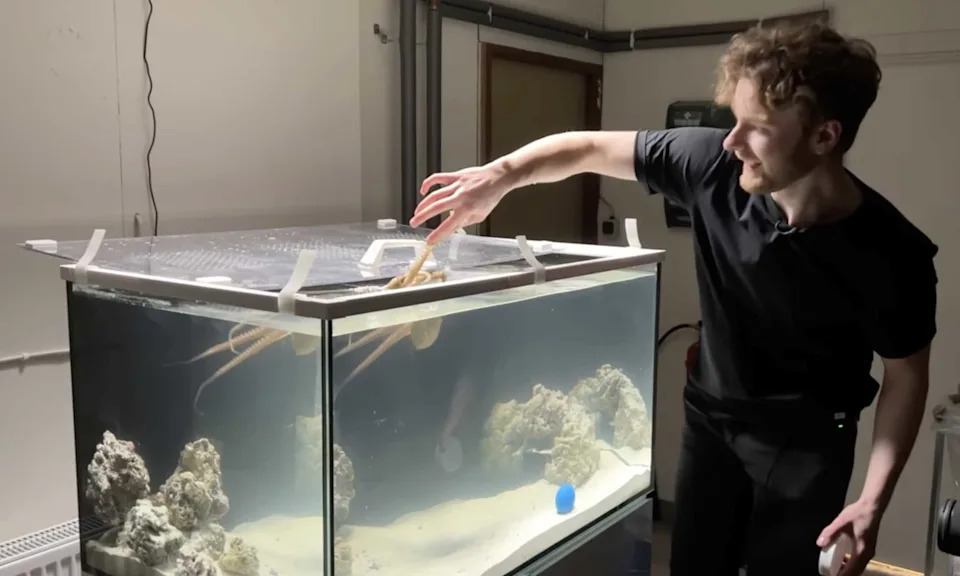 Mattias Krantz and his octopus, Tako