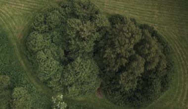Springwatch highlights Northern Ireland's oldest trees at Crom Castle