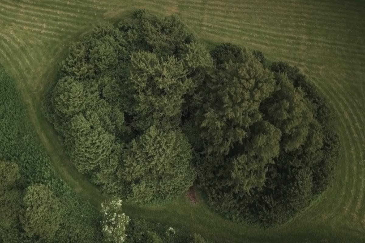 Springwatch highlights Northern Ireland's oldest trees at Crom Castle