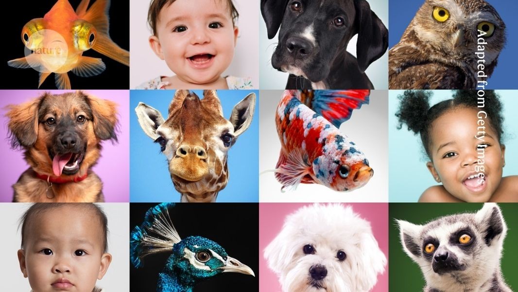 Can an army of babies and dogs rescue psychology from its reproducibility crisis?