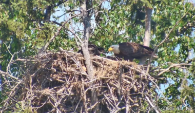 Check out this bald eagle cam in Red Deer County