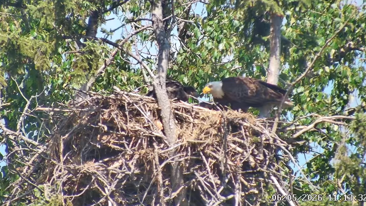 Check out this bald eagle cam in Red Deer County