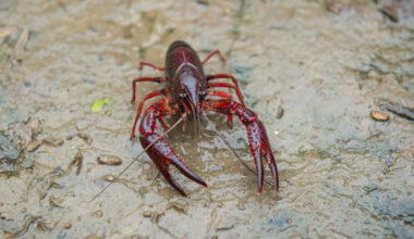 Lobster-like crayfish confirmed in Ontario, and officials warn it could upend freshwater habitats