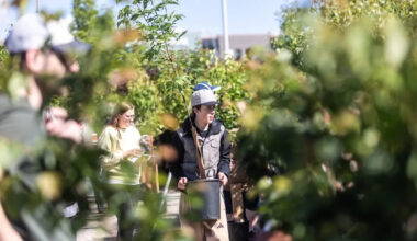 Tree giveaway aims to green up Calgary's canopy