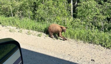 Wildlife expert believes bear in viral photo suffering from infection