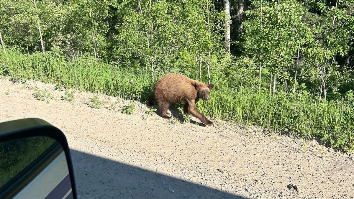 Wildlife expert believes bear in viral photo suffering from infection