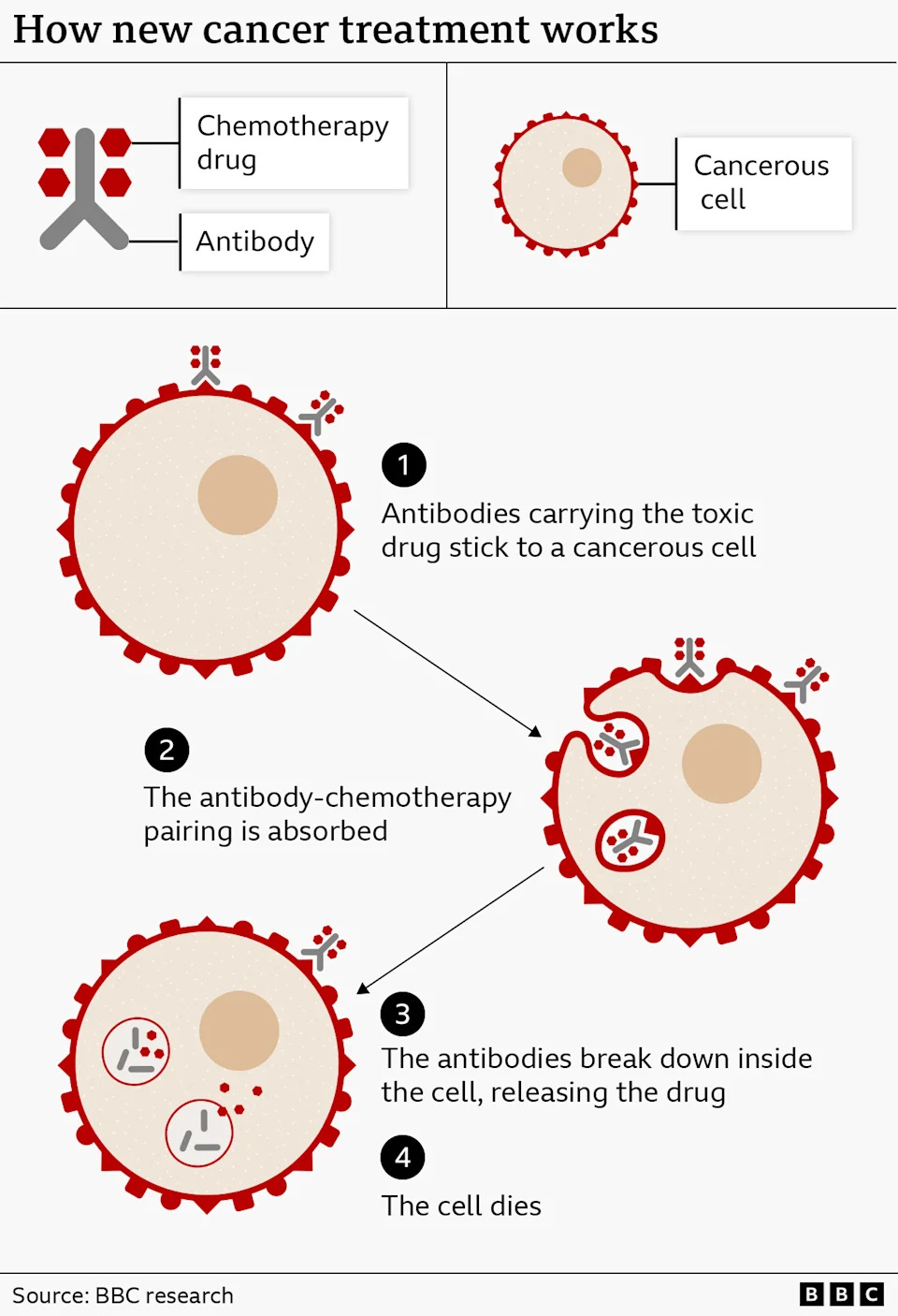 An infographic titled “How new cancer treatment works” explains a targeted therapy combining antibodies and chemotherapy drugs to attack cancer cells.

At the top left, a diagram labels two components: a “Chemotherapy drug” shown as small red shapes, and an “Antibody” shown as a Y‑shaped grey structure. At the top right is a diagram of a “Cancerous cell,” shown as a large circular cell with a textured interior and a central nucleus, surrounded by a red outer edge.

Below, the process is shown in four numbered steps with diagrams:

“Antibodies carrying the toxic drug stick to a cancerous cell.” Small grey antibody shapes with attached red drug molecules are shown attaching to the surface of a large cancer cell.

“The antibody‑chemotherapy pairing is absorbed.” The cell begins to engulf the attached antibody‑drug complexes, shown moving into the cell.

“The antibodies break down inside the cell, releasing the drug.” Inside the cell, the antibody structures are shown breaking apart and releasing the red drug particles.

“The cell dies.” The implication is that the released drug kills the cancer cell.

The diagrams use simple colours: grey for antibodies, red for drug particles and the outer cell membrane, and beige tones for the cell interior. Arrows connect the stages to show progression.

At the bottom, the source reads “BBC research,” with BBC branding in the corner.