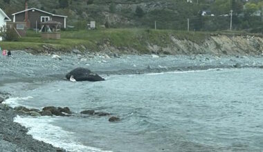 Spaniard's Bay Whale Towed Out to Sea