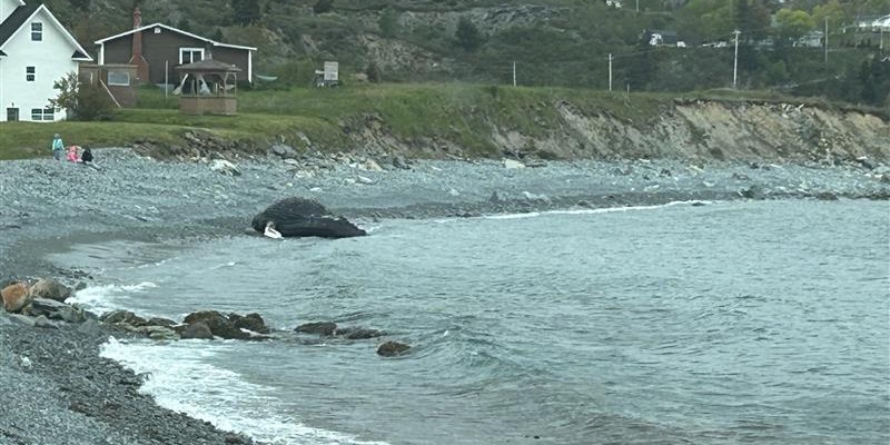 Spaniard's Bay Whale Towed Out to Sea