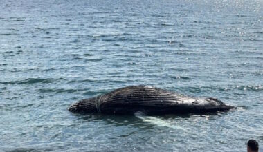 DFO Visiting Spaniard's Bay to Assess Whale Carcass