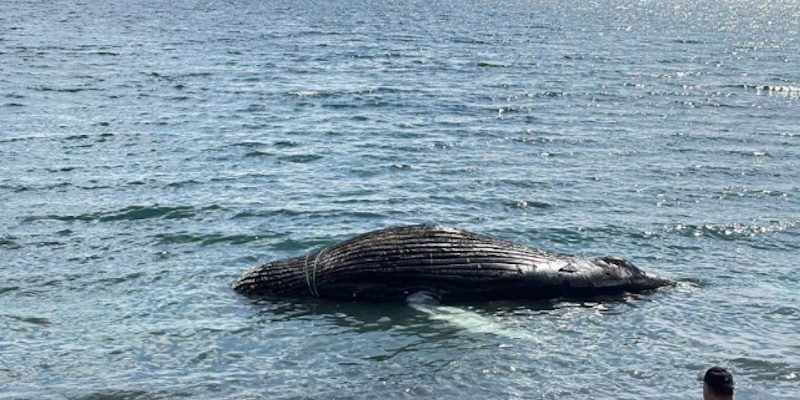 DFO Visiting Spaniard's Bay to Assess Whale Carcass