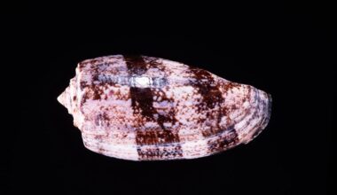 "Its lethal toxins rapidly interfere with nerve function, locking muscles & shutting down vital processes." Despite its beauty it's one deadly shell