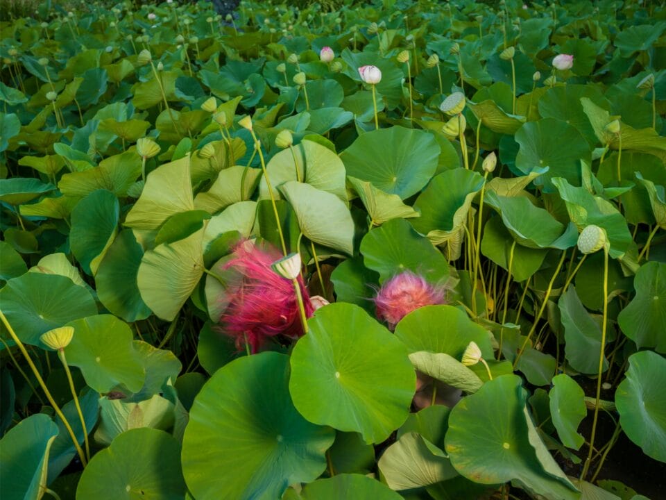 a photograph by Tamara Dean of two pink-haired individuals crouching among a dense area of lotus plants