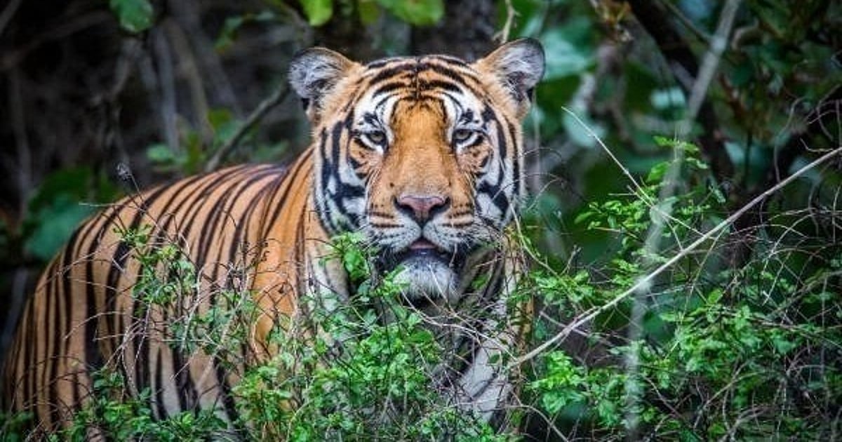 Tigers to be reintroduced in eastern forests from other states - Deccan Herald