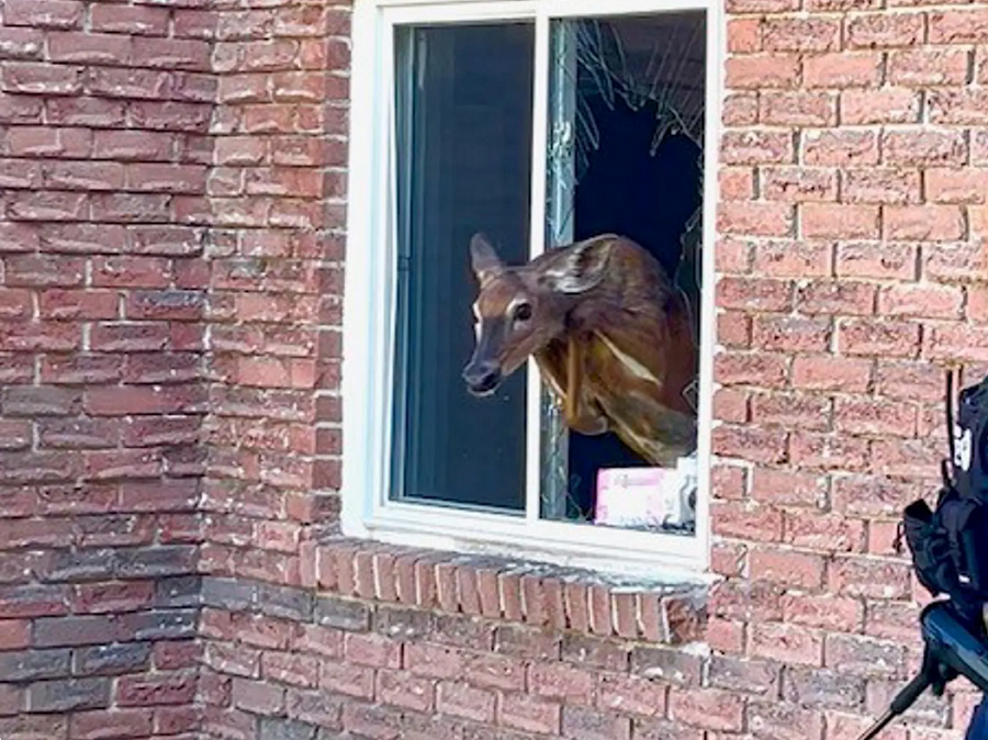 Deer Crashes Through Bedroom Window In Owen Sound