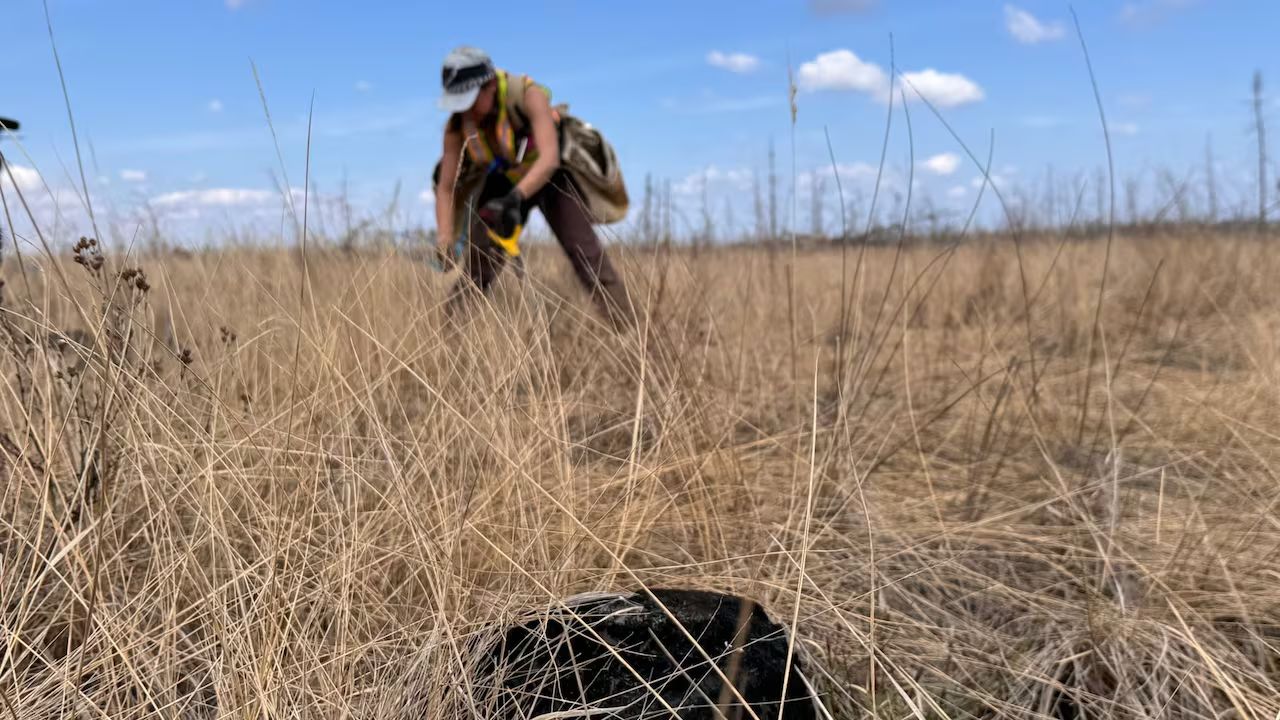 Wildfires are destroying trees faster than we are replacing them