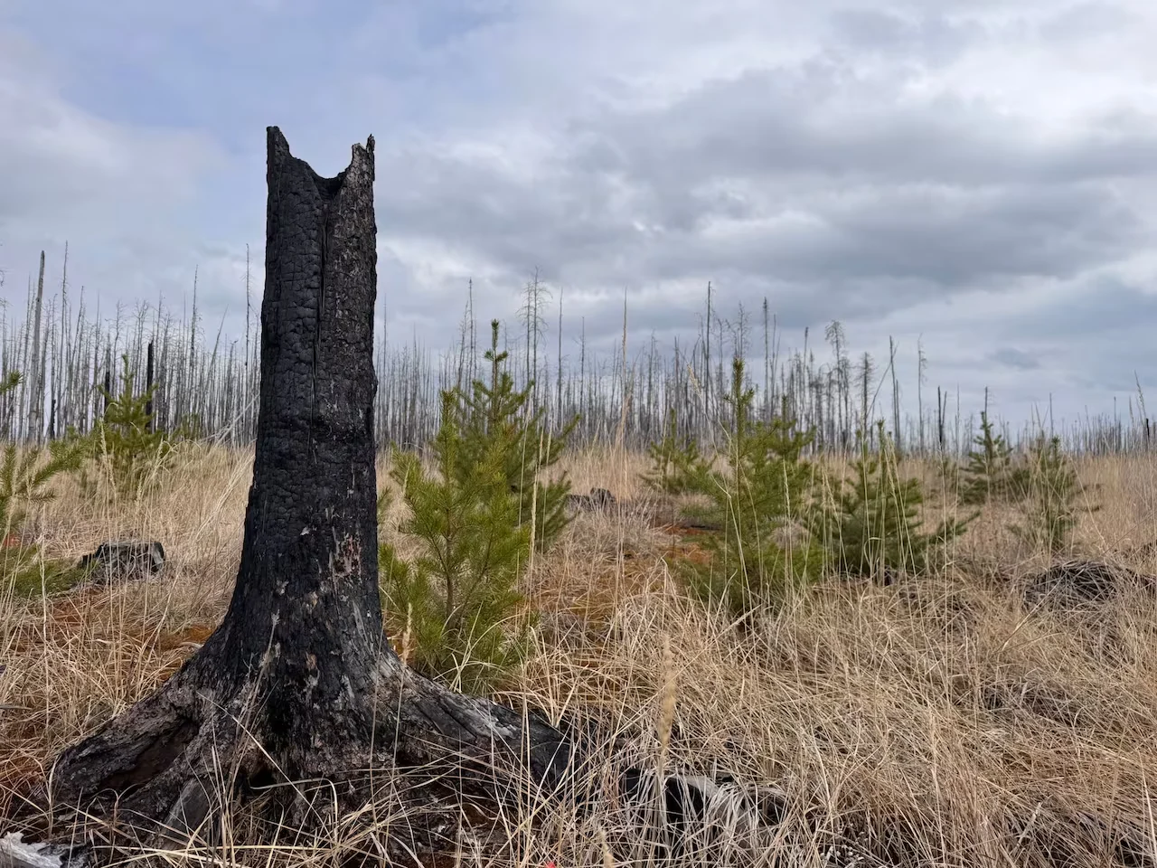 Canada, Tree, Wildfire, Fire, May 30, 2026. (Jaison Empson/CBC)