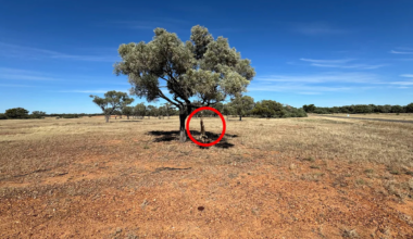 Tourists find grisly sight under gnarled tree on remote Aussie roadside: 'Completely shocked'