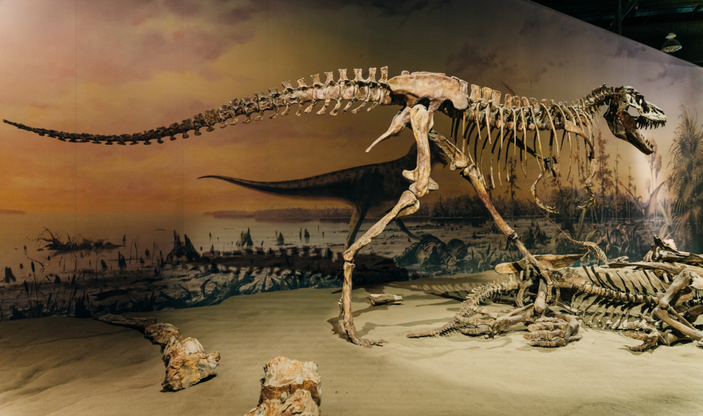 A dinosaur skeleton at the Royal Tyrell Museum in Alberta.