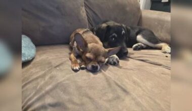 Edmonton lost dog given to wrong people, owner pleads for her return