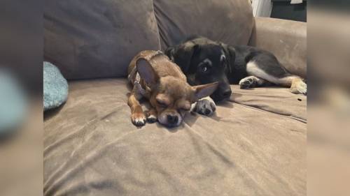 Edmonton lost dog given to wrong people, owner pleads for her return
