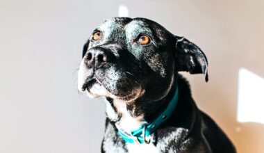 Stride length tied to cognitive decline in dogs