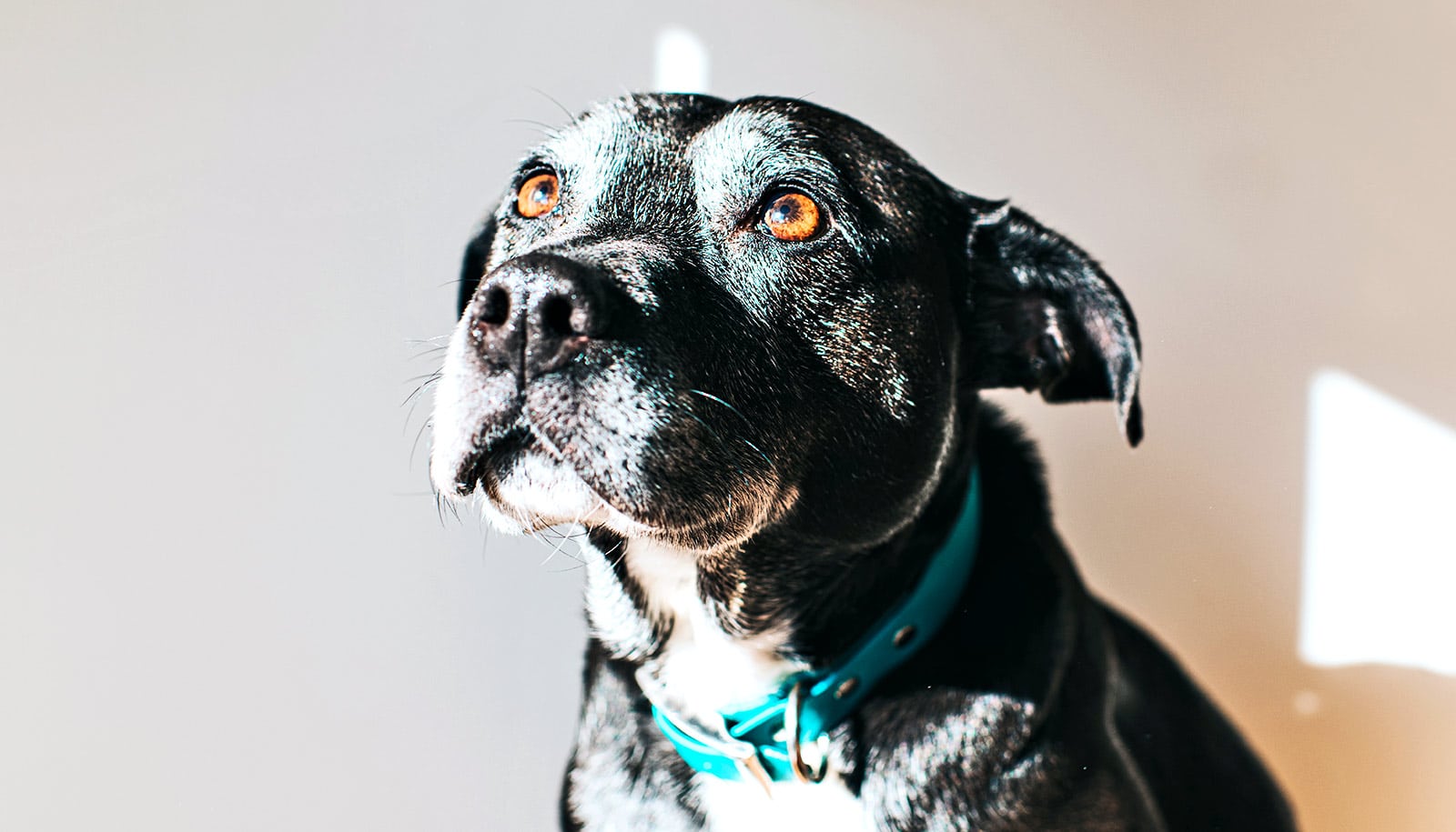 Stride length tied to cognitive decline in dogs